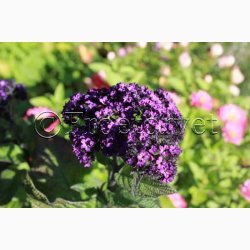 Fr, Heliotropium arborescens - Vanilieblomst (min. 60 fr)