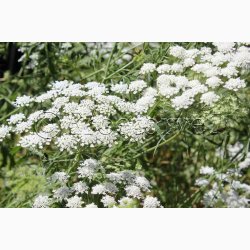 Kongeskrm Ammi majus Queen of Africa -Kongekommen ( ca. 200 fr)