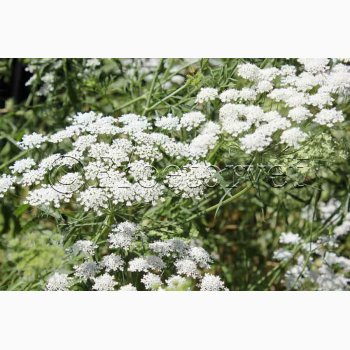 Kongeskrm Ammi majus Queen of Africa -Kongekommen ( ca. 200 fr)