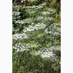 Kongeskrm Ammi majus Queen of Africa -Kongekommen ( ca. 200 fr)