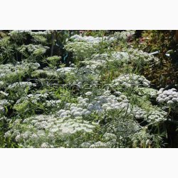 Kongeskrm Ammi majus Queen of Africa -Kongekommen ( ca. 200 fr)