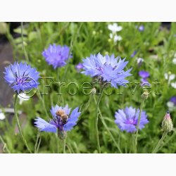 Kornblomst, Blue Heaven (min. 100 fr)