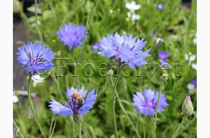 Kornblomst, Blue Heaven (min. 100 fr)