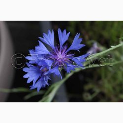 Kornblomst, Blue Heaven (min. 100 fr)