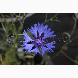 Kornblomst, Blue Heaven (min. 100 fr)