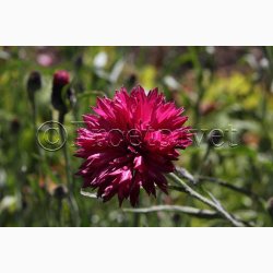 Blomsterfr, Kornblomst, Red Lola