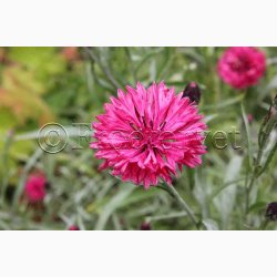 Blomsterfr, Kornblomst, Red Lola