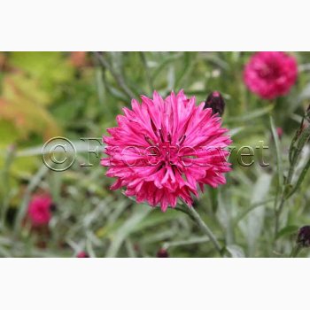 Blomsterfr, Kornblomst, Red Lola