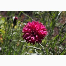 Blomsterfr, Kornblomst, Red Lola