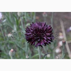 Fr, Kornblomst, Dark Beauty (min 50 fr)