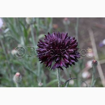 Fr, Kornblomst, Dark Beauty (min 50 fr)