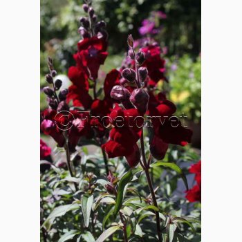 Lvemund Antirrhinum majus nanum Black Prince - Lvemund (ca. 300 fr)