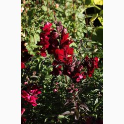 Lvemund Antirrhinum majus nanum Black Prince - Lvemund (ca. 300 fr)