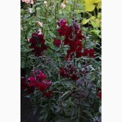 Lvemund Antirrhinum majus nanum Black Prince - Lvemund (ca. 300 fr)