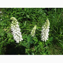 Lupinus polyphyllus Noble Maiden- Staudelupin. (ca. 40 fr)