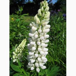 Lupinus polyphyllus Noble Maiden- Staudelupin. (ca. 40 fr)