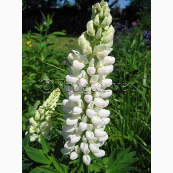 Lupinus polyphyllus Noble Maiden- Staudelupin. (ca. 40 fr)