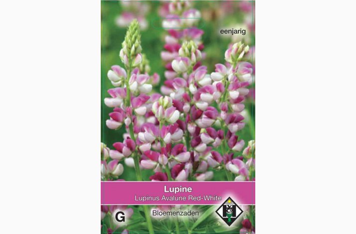 Lupinus h. Avalune Red-White- Sommerlupin
