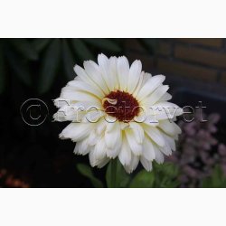 Morgenfrue Ivory Princess (min. 70 fr)