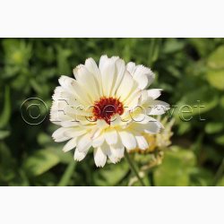 Morgenfrue Ivory Princess (min. 70 fr)