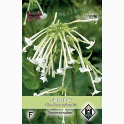 Nicotiana sylvestris -Narcistobak (ca. 300 fr)