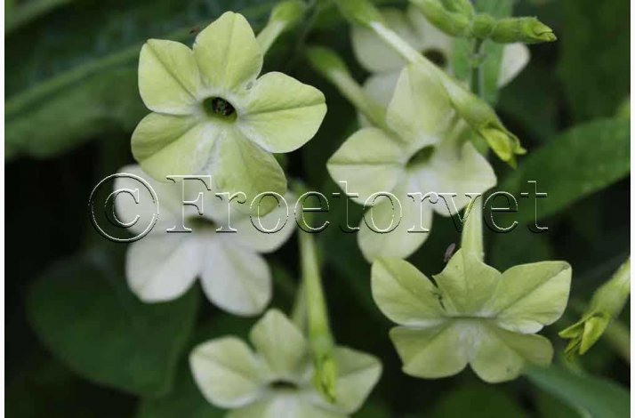 Blomsterfr Nicotiana x sanderae Lime Green -Prydtobak/blomstertobak