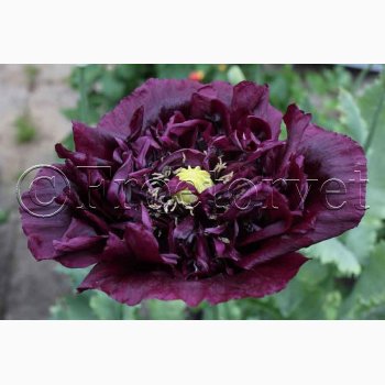 Blomsterfr Papaver - Valmue black peony (min. 300 fr)