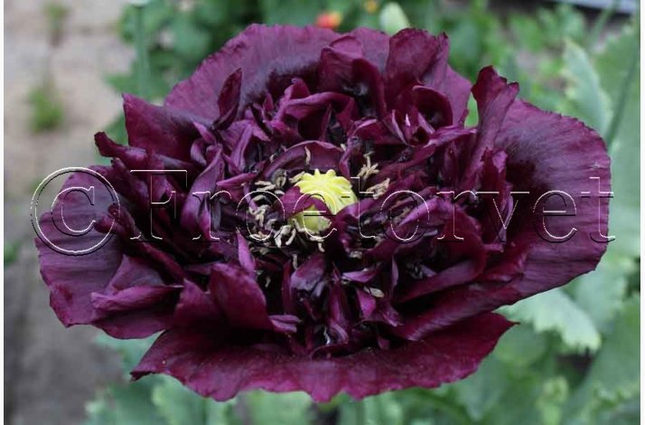 Blomsterfr Papaver - Valmue pon black peony (min. 50 fr)