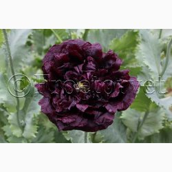 Blomsterfr Papaver - Valmue black peony (min. 300 fr)