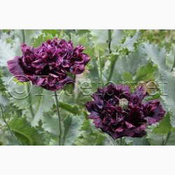 Blomsterfr Papaver - Valmue black peony (min. 300 fr)