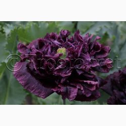 Blomsterfr Papaver - Valmue black peony (min. 300 fr)