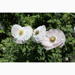 Papaver rhoeas Parelmoer - Kornvalmue (ca. 300 fr)