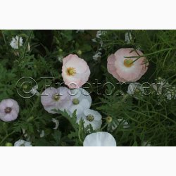 Papaver rhoeas Parelmoer - Kornvalmue (ca. 300 fr)