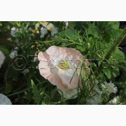 Papaver rhoeas Parelmoer - Kornvalmue (ca. 300 fr)