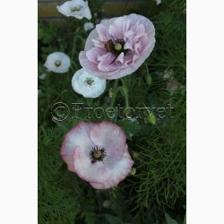 Papaver rhoeas Parelmoer - Kornvalmue (ca. 300 fr)