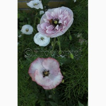 Papaver rhoeas Parelmoer - Kornvalmue (ca. 300 fr)