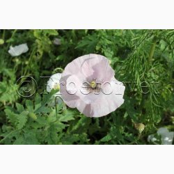 Papaver rhoeas Parelmoer - Kornvalmue (ca. 300 fr)