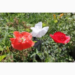 Kornvalmue �Shirley� � Papaver rhoeas � Fr� (r�kker til ca. 5�6 meter)