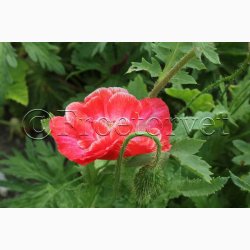 Kornvalmue �Shirley� � Papaver rhoeas � Fr� (r�kker til ca. 5�6 meter)