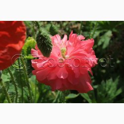 Kornvalmue �Shirley� � Papaver rhoeas � Fr� (r�kker til ca. 5�6 meter)