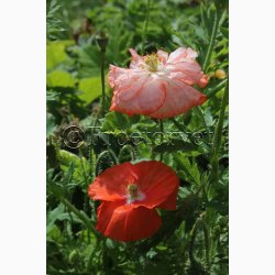 Kornvalmue �Shirley� � Papaver rhoeas � Fr� (r�kker til ca. 5�6 meter)