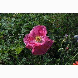 Kornvalmue �Shirley� � Papaver rhoeas � Fr� (r�kker til ca. 5�6 meter)