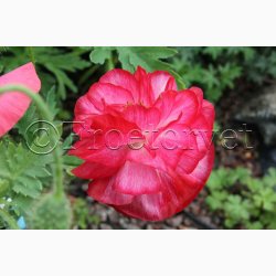 Kornvalmue �Shirley� � Papaver rhoeas � Fr� (r�kker til ca. 5�6 meter)