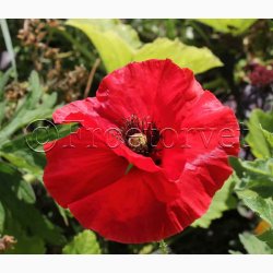 Kornvalmue �Shirley� � Papaver rhoeas � Fr� (r�kker til ca. 5�6 meter)