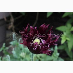 Papaver somniferum Black Swan (ca. 300 fr)