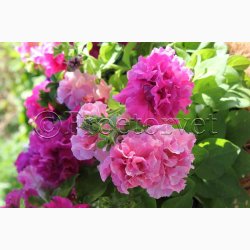 Petunia, blanding, Double Cascade (min. 20 fr)