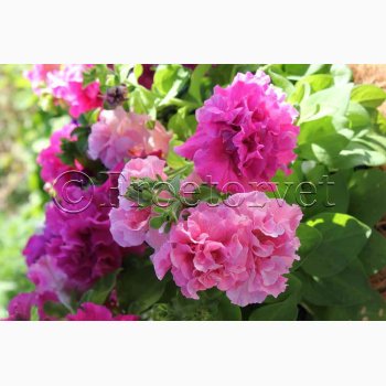 Petunia, blanding, Double Cascade (min. 20 fr)