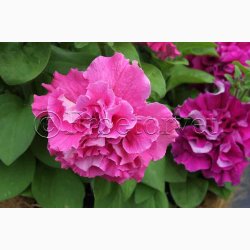 Petunia, blanding, Double Cascade (min. 20 fr)