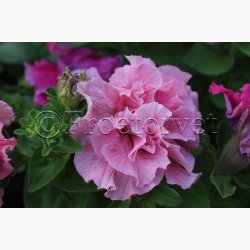 Petunia, blanding, Double Cascade (min. 20 fr)
