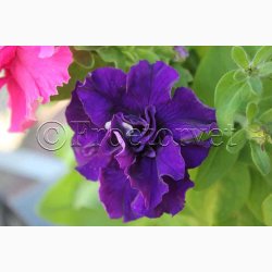 Petunia, blanding, Double Cascade (min. 20 fr)
